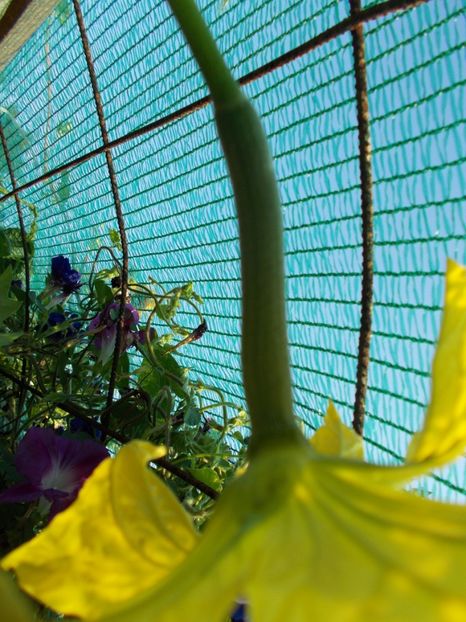  - SEMINTE LUFA - LUFFA CYLINDRICA