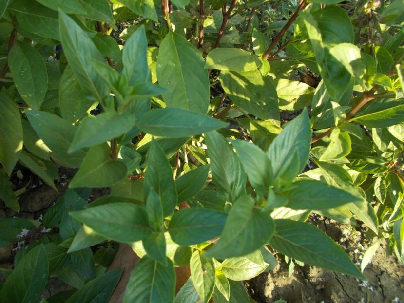  - SEMINTE BUSUIOC CU FRUNZE INGUSTE - AFRICAN BLUE