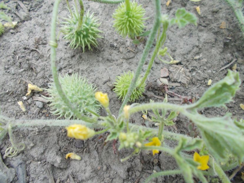  - SEMINTE CASTRAVETI - CUCUMIS HIRSUTUS