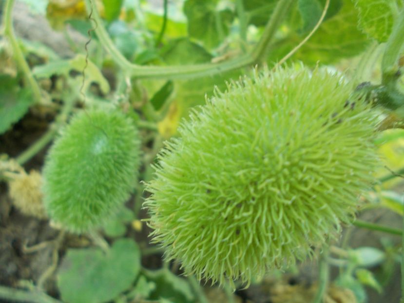  - SEMINTE CASTRAVETI - CUCUMIS DIPSACEUS - DECORATIV