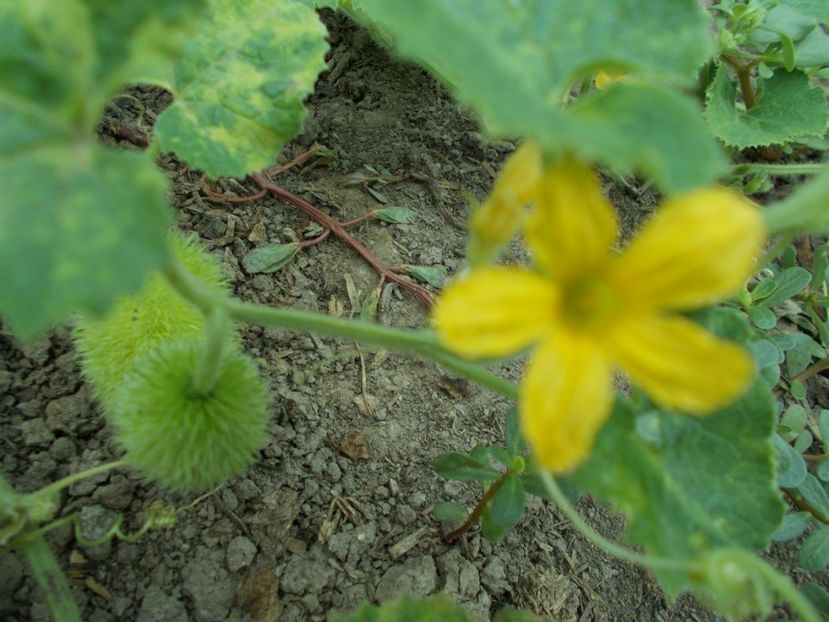  - SEMINTE CASTRAVETI - CUCUMIS DIPSACEUS - DECORATIV
