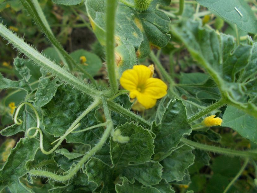  - SEMINTE CASTRAVETI - CUCUMIS MYRIOCARPUS - PADDY MELON