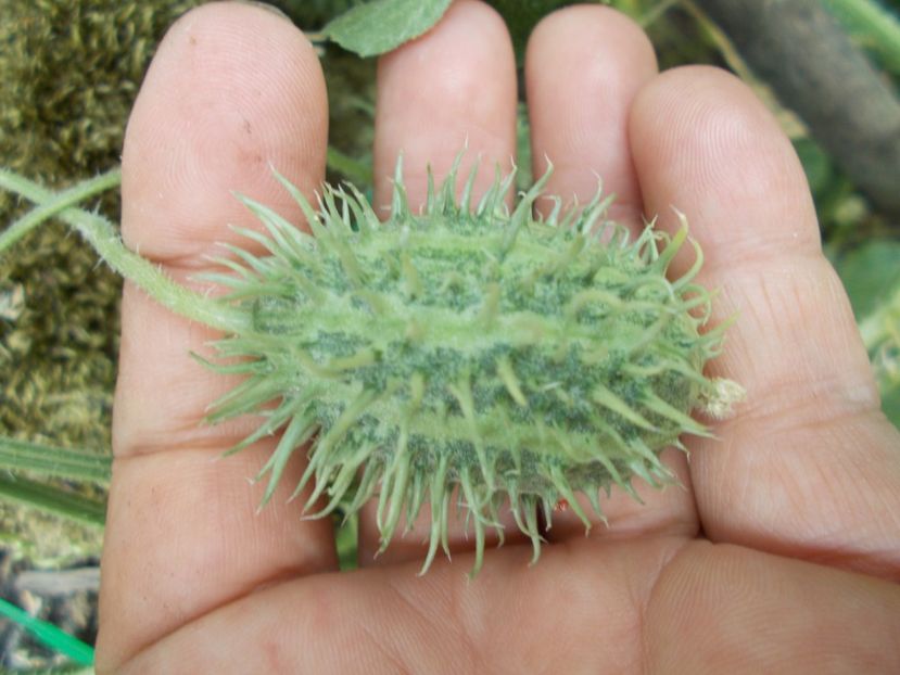  - SEMINTE CASTRAVETI - CUCUMIS AFRICANUS