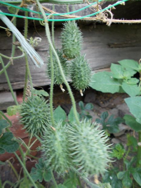  - SEMINTE CASTRAVETI - CUCUMIS AFRICANUS