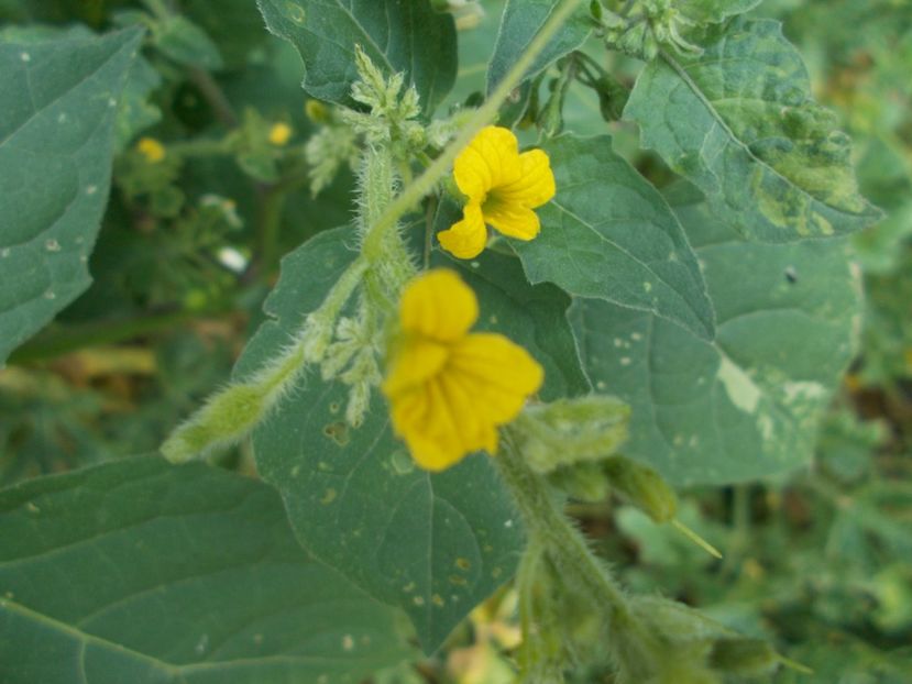  - SEMINTE CASTRAVETI - CUCUMIS AFRICANUS