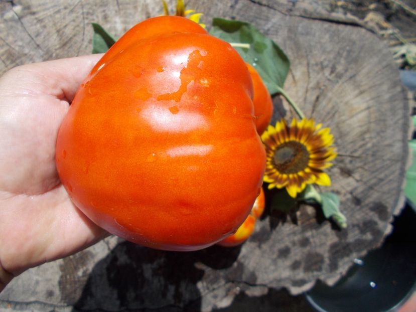  - SEMINTE ROSII - MOMINI SALZI - LACRIMILE FECIOAREI