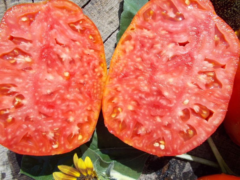  - SEMINTE ROSII - MOMINI SALZI - LACRIMILE FECIOAREI