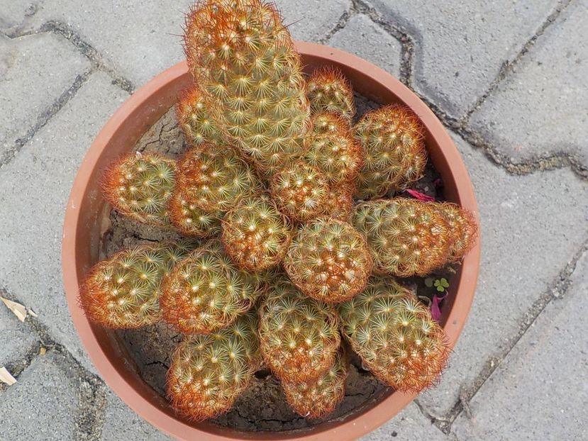  - mammillaria elongata