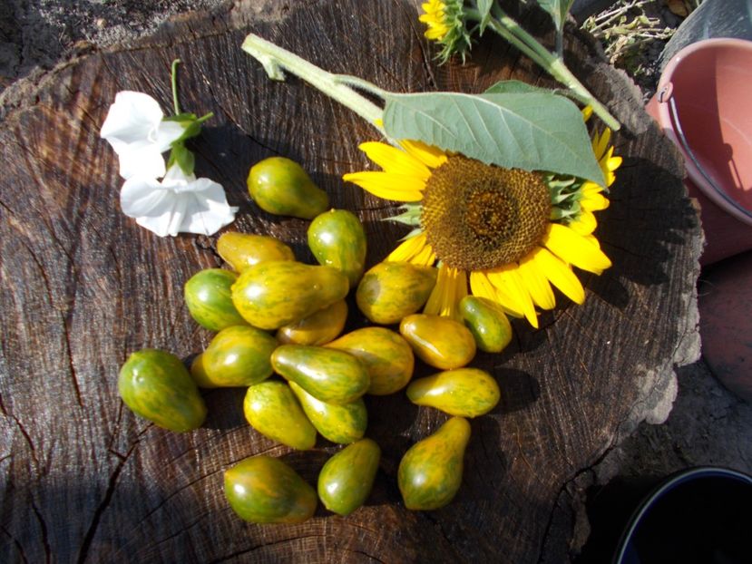  - SEMINTE ROSII - MICHAEL POLLAN