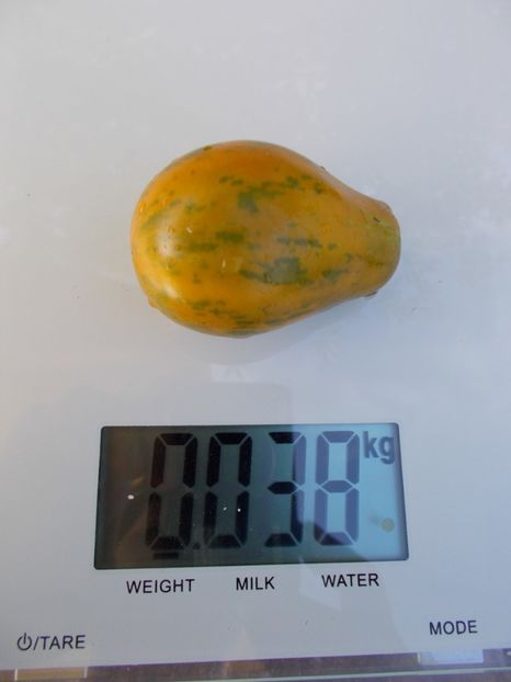  - SEMINTE ROSII - MICHAEL POLLAN