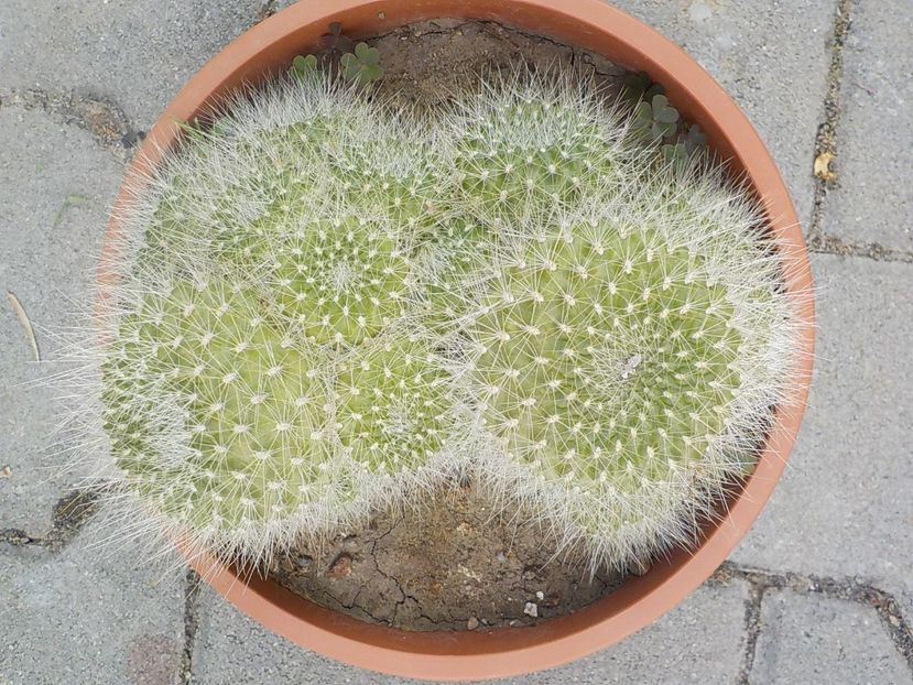  - Genul Rebutia