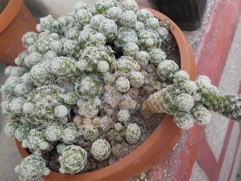  - mammillaria gracilis