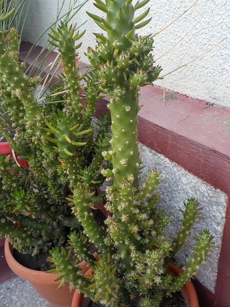  - astrocylindropuntia subulata