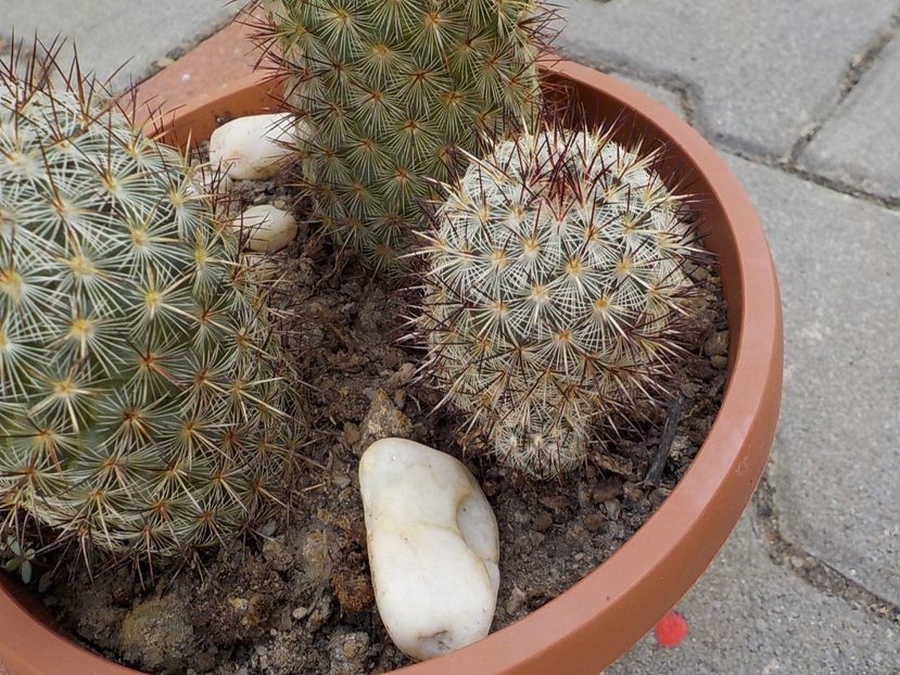  - mammillaria microhelia