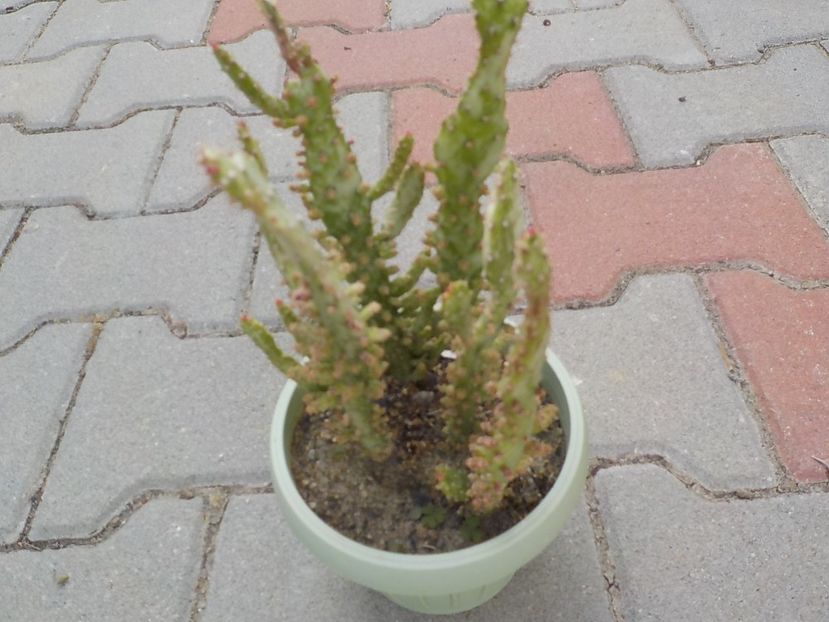  - opuntia monocantha variegata