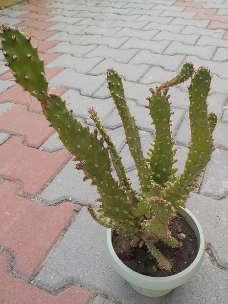 - Genul Opuntia