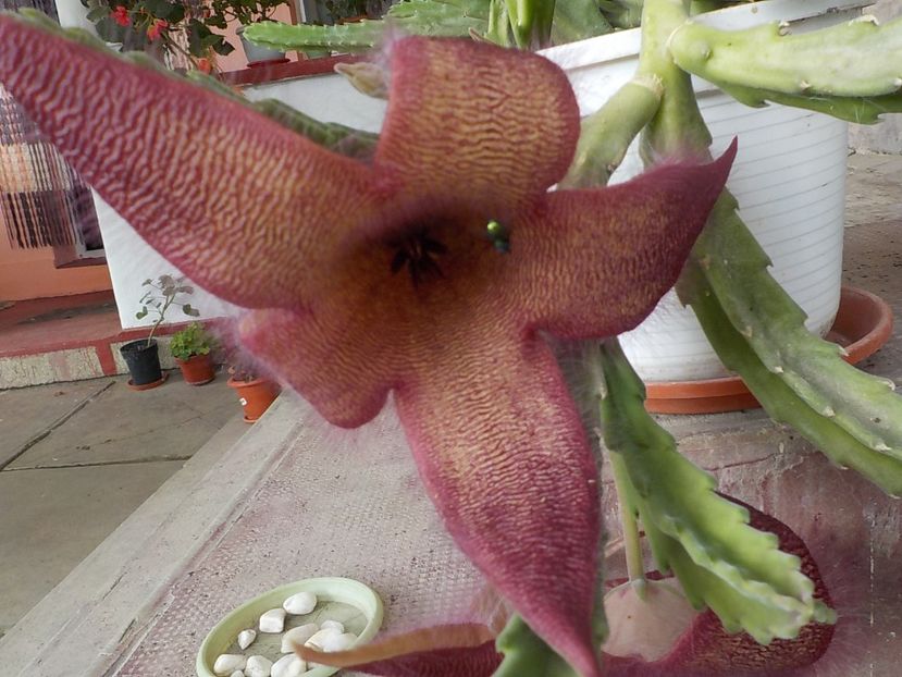  - Genul Stapeliade