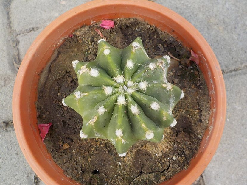  - echinopsis subdenudata