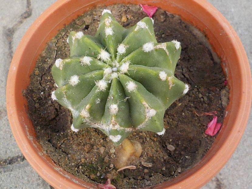  - echinopsis subdenudata