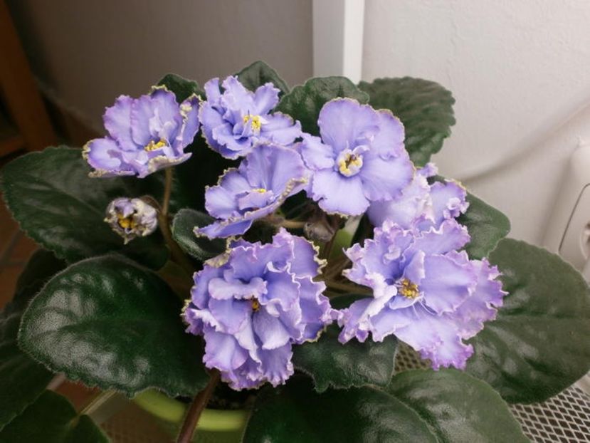  - EK Nebesnaia Lazur