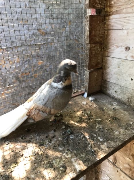 8D5049FF-889D-4C5E-AD41-FDF336880867 - Vargati cu dunga alba