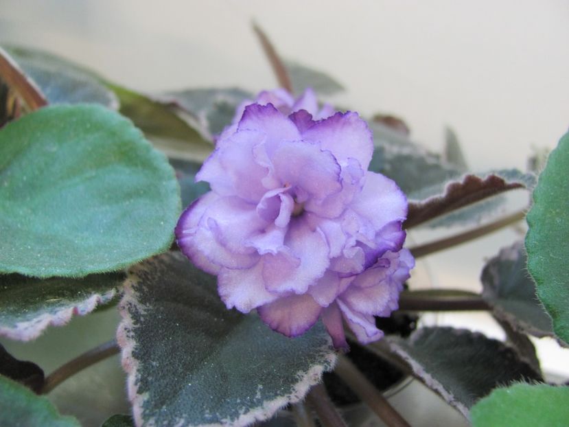  - ZZZBuckeye Blushing