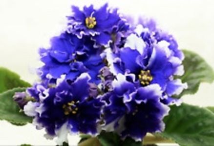 RS Tamerlan - AAA Violete africane comerciale