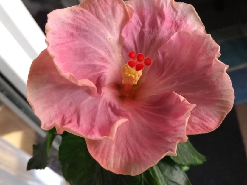  - Tahitian Raspberry Star