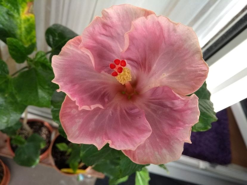  - Tahitian Raspberry Star