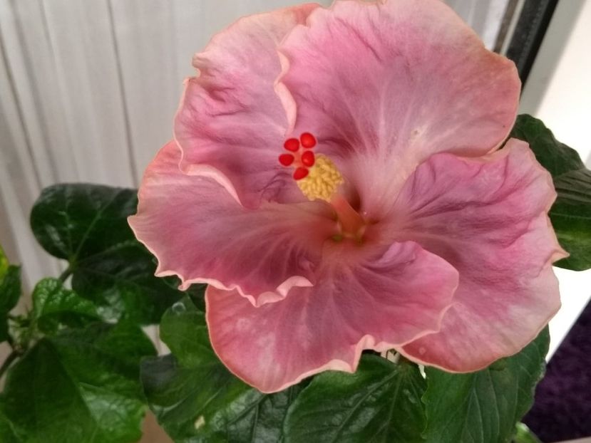  - Tahitian Raspberry Star