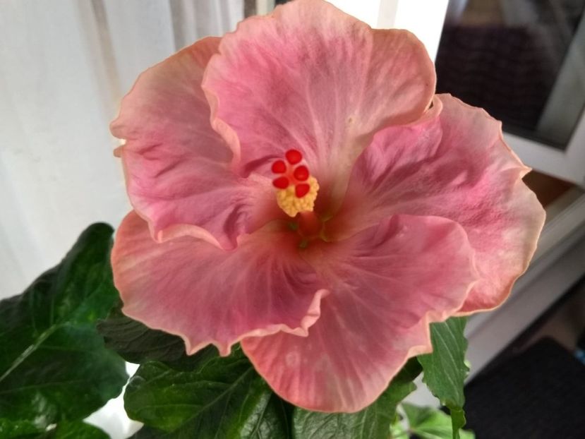  - Tahitian Raspberry Star