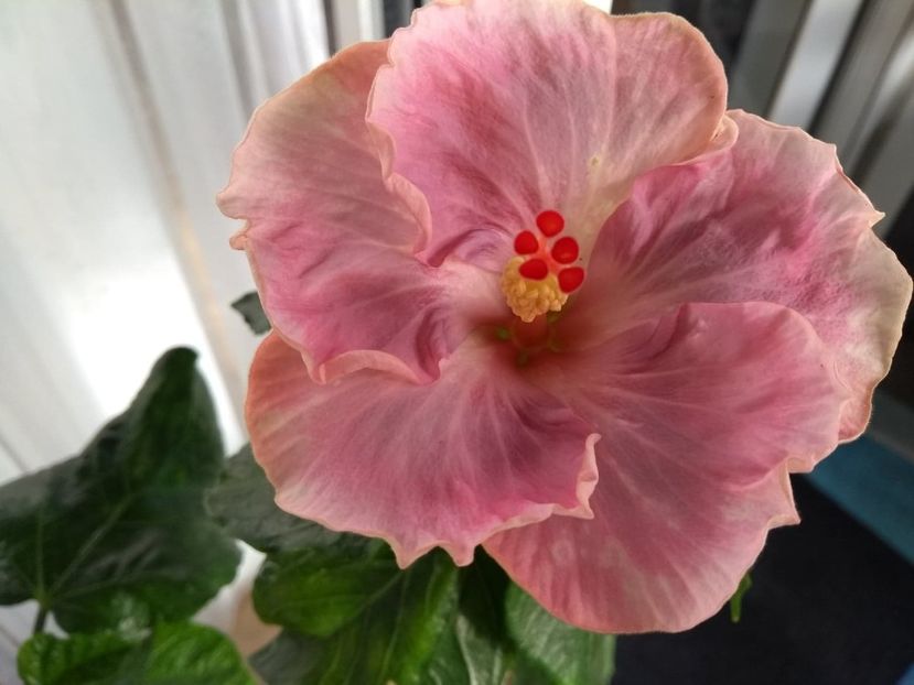  - Tahitian Raspberry Star