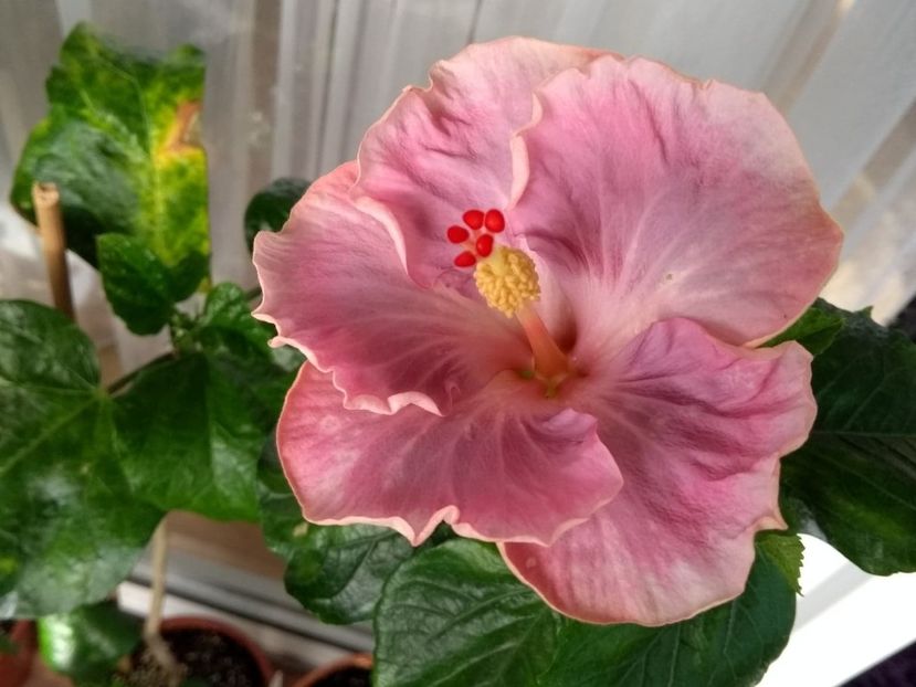  - Tahitian Raspberry Star