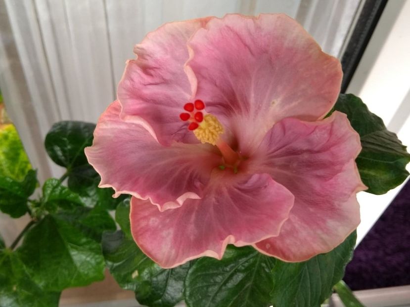  - Tahitian Raspberry Star