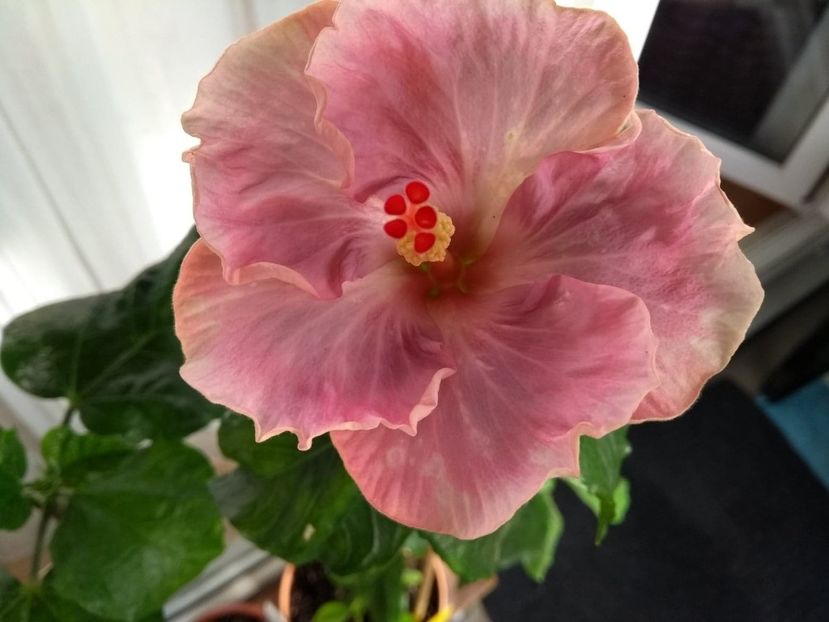  - Tahitian Raspberry Star