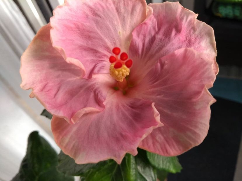  - Tahitian Raspberry Star