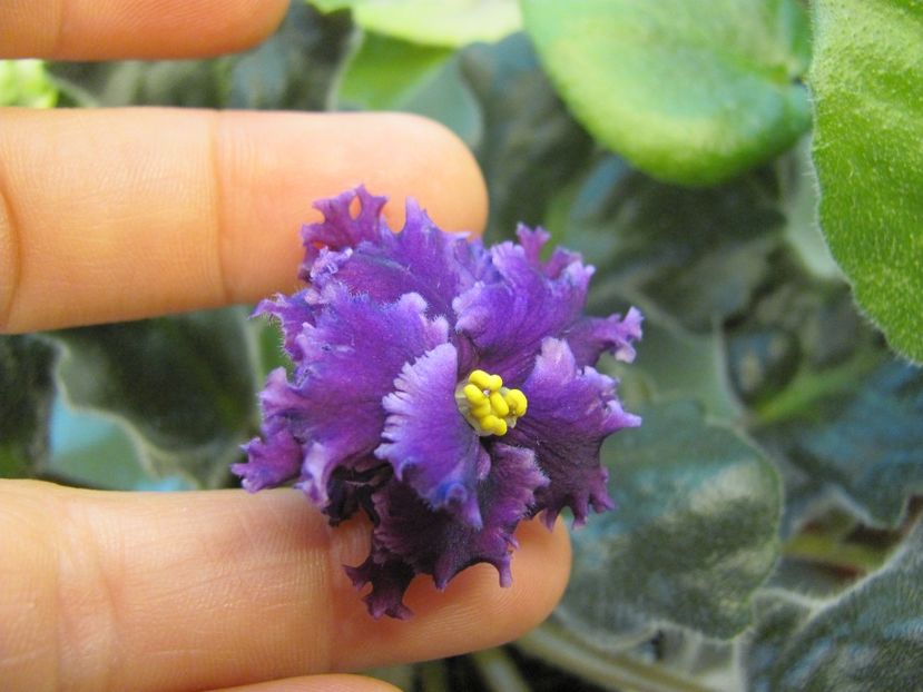  - ZzZPurple Passion sport