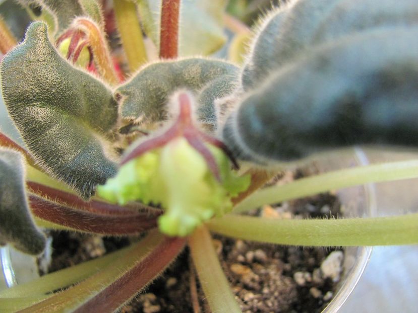  - RS Lesnoe Kruzhevo