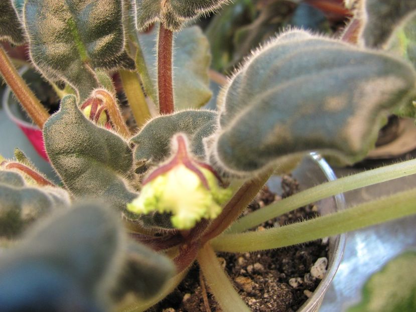  - RS Lesnoe Kruzhevo