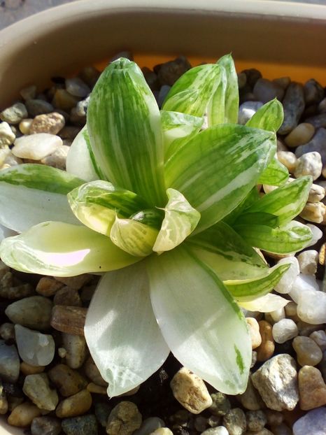  - plantutele mele