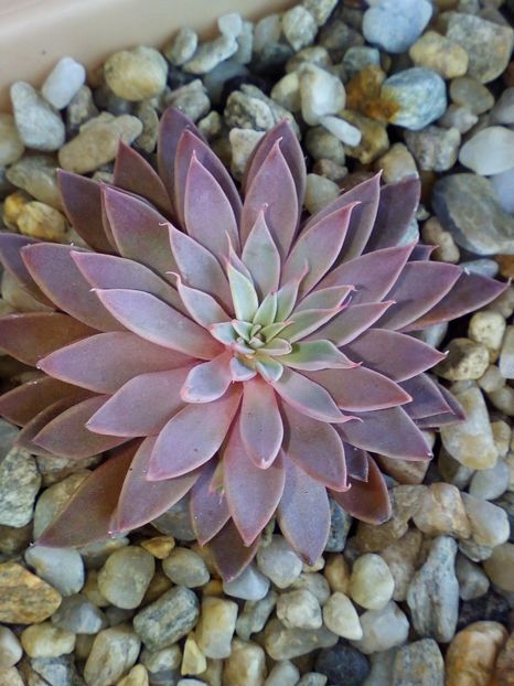  - plantutele mele