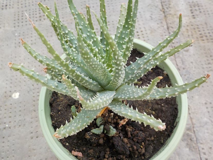  - aloe humilis