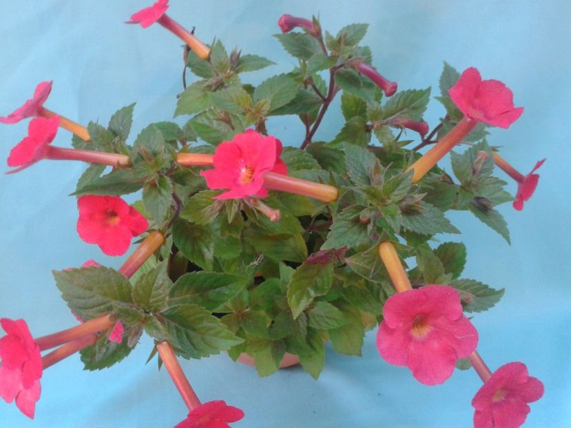 ORANGE DELIGHT - ACHIMENES 2018 si alte FLORI