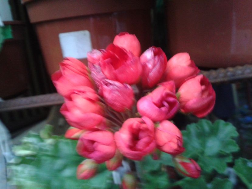 Fotografie0145 - MUSCATE 2018