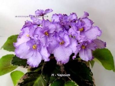 poza net - N - Charoit