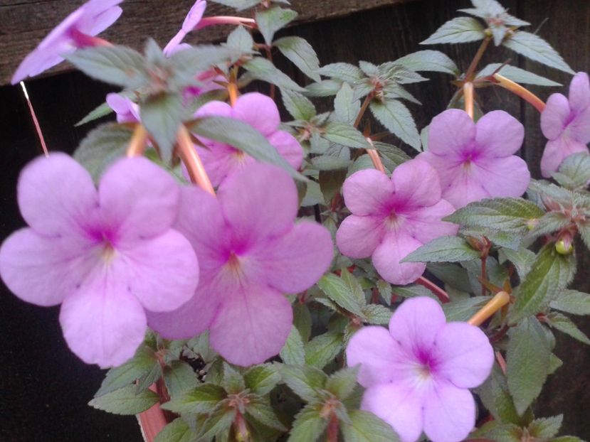 Fotografie0138 - ACHIMENES 2018 si alte FLORI