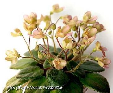 poza net - Morgan s Sweet Patootie