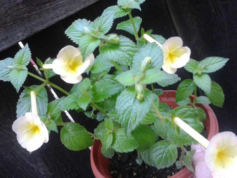 Fotografie0140 - ACHIMENES 2018 si alte FLORI