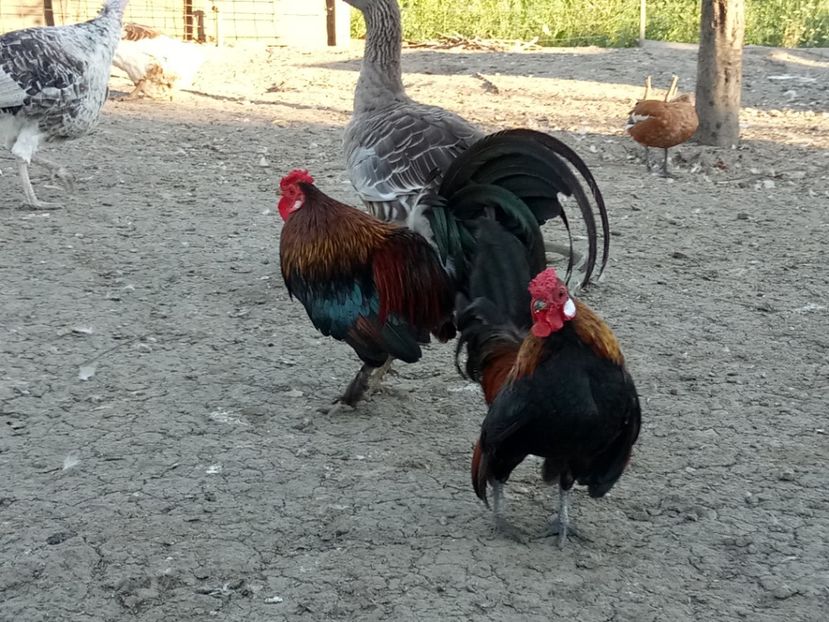 Tată și fiu - A2 - Pitice de Corbeanca