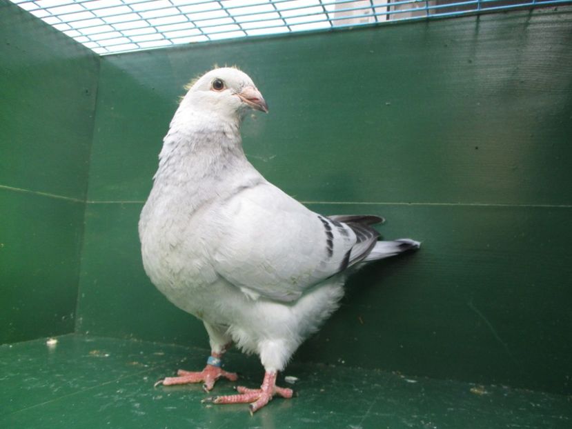 03553-18 - Tineret 2018